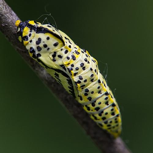 Aporia crataegi